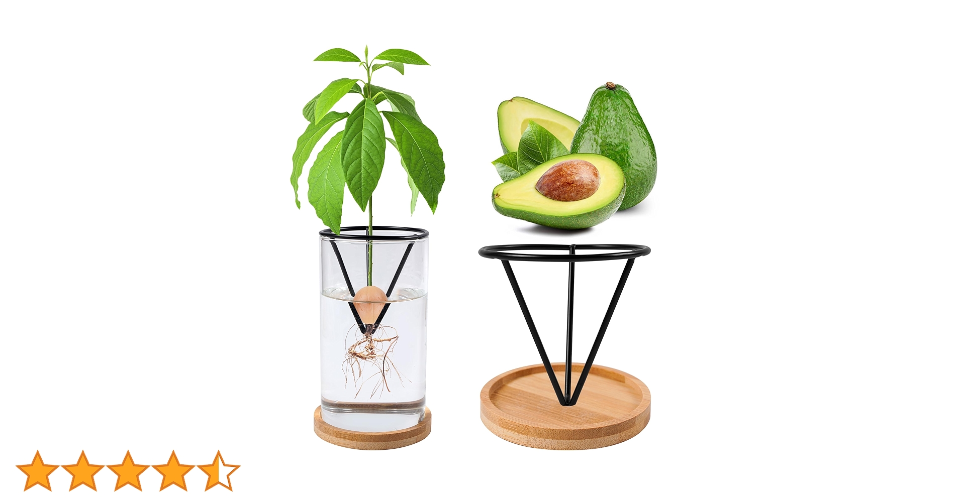 【アボカド】火鉢 Amazon.co.jp: Bylion アボカドツリー栽培キット 5個 アボカド